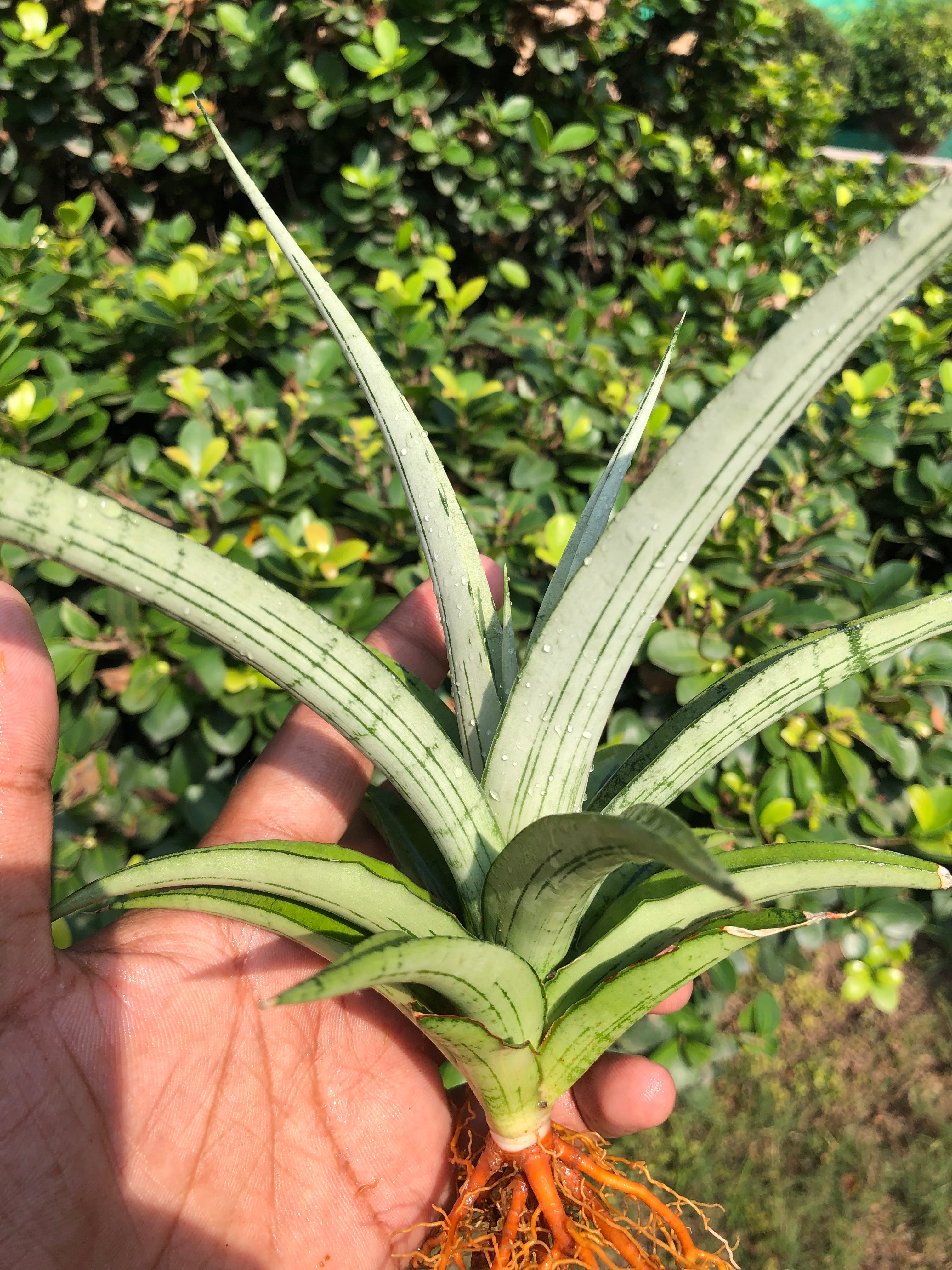 Sansevieria CINTA