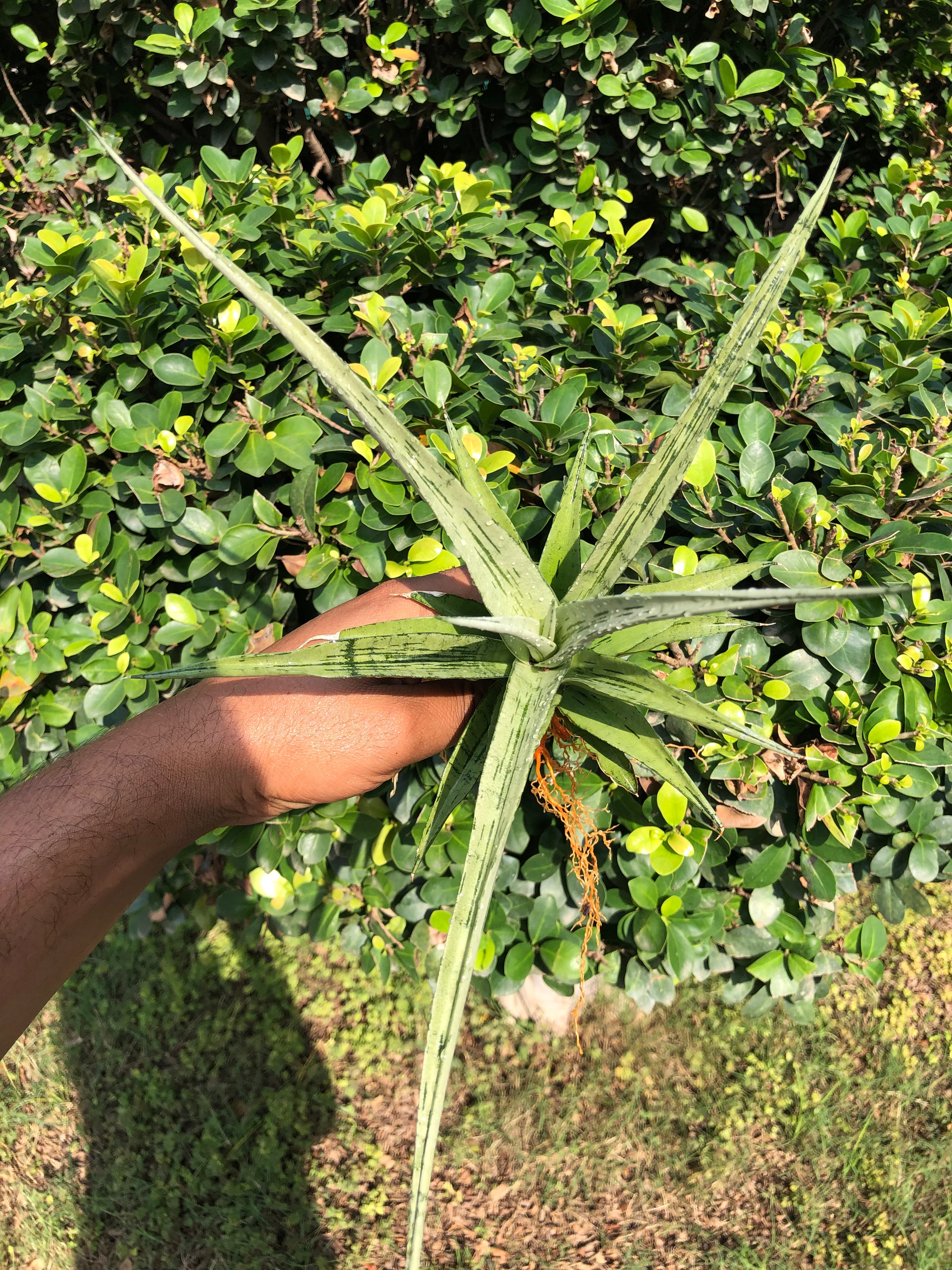 Sansevieria CINTA