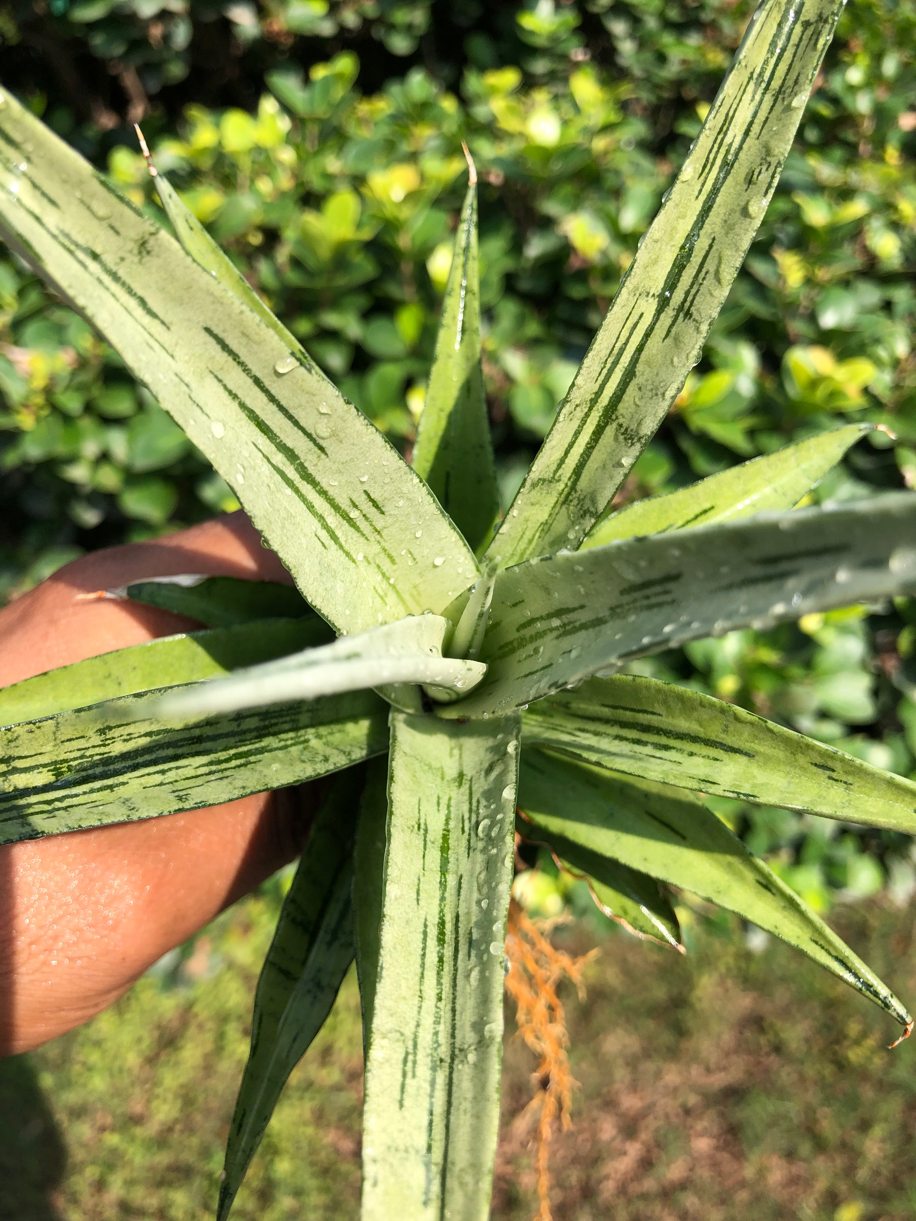 Sansevieria CINTA