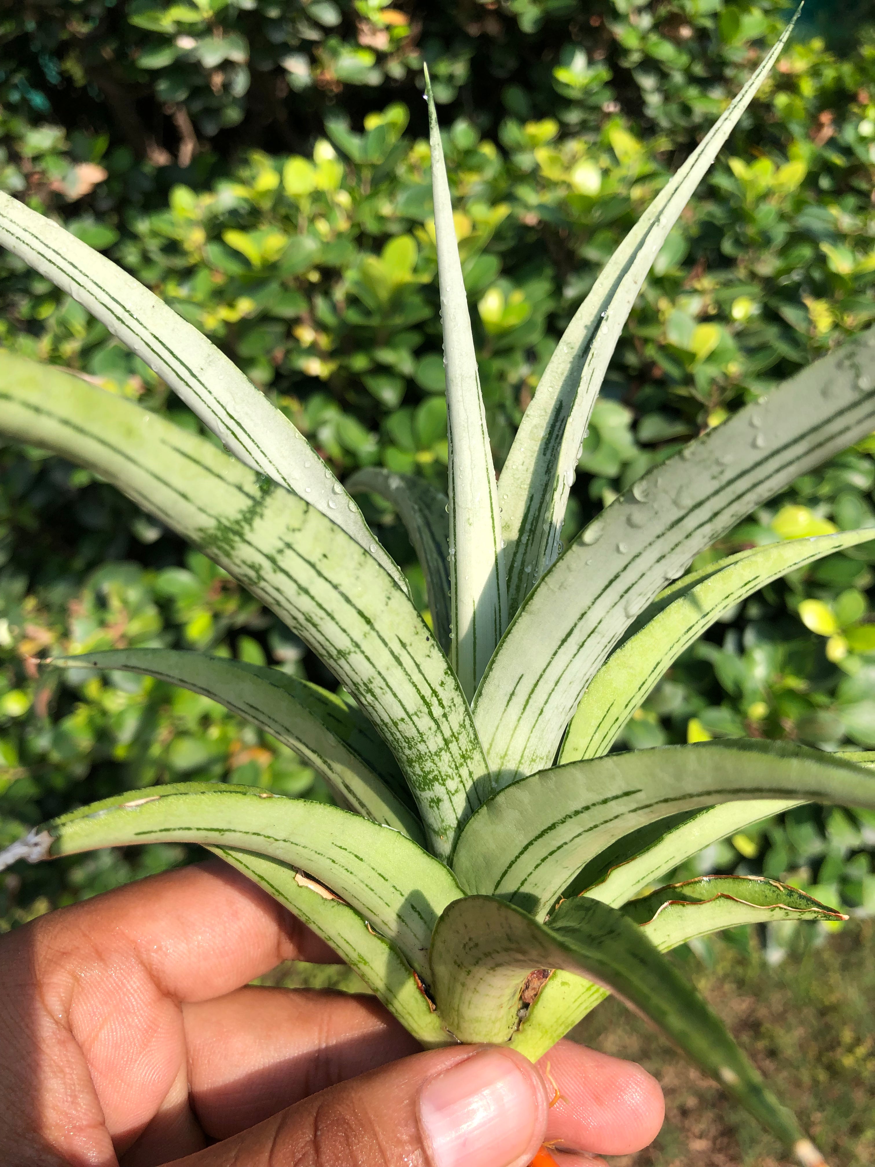 Sansevieria CINTA