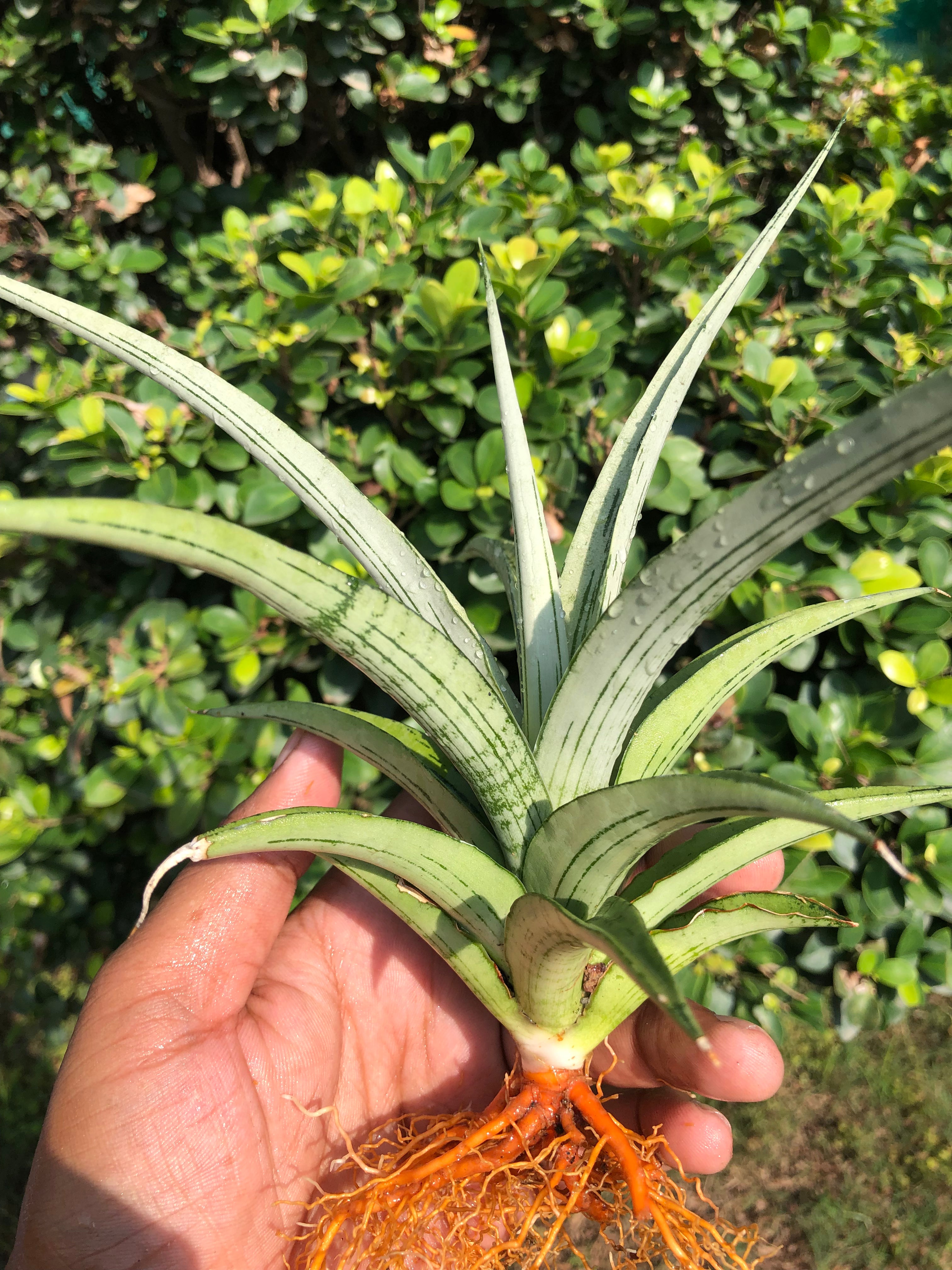 Sansevieria CINTA