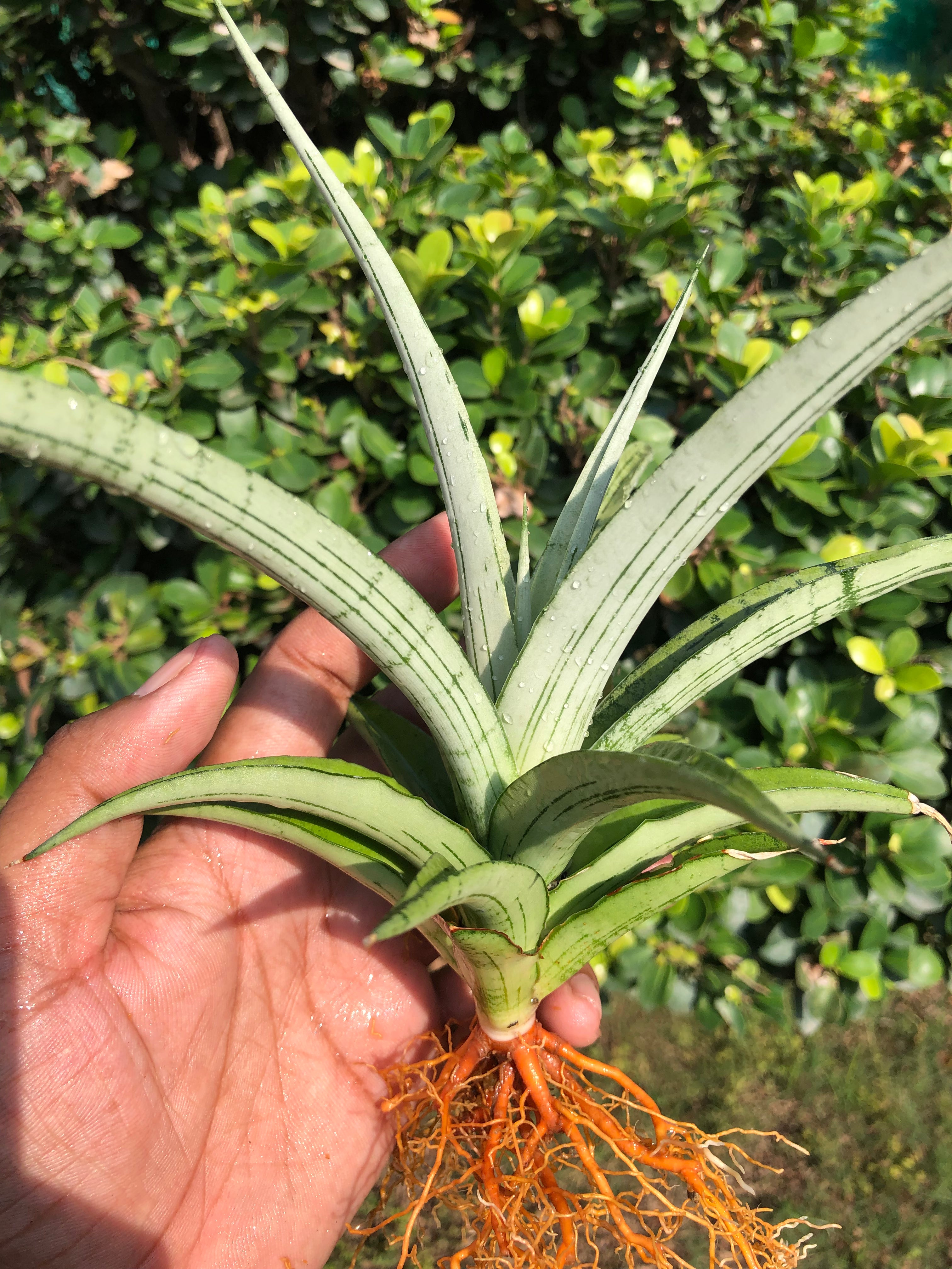 Sansevieria CINTA