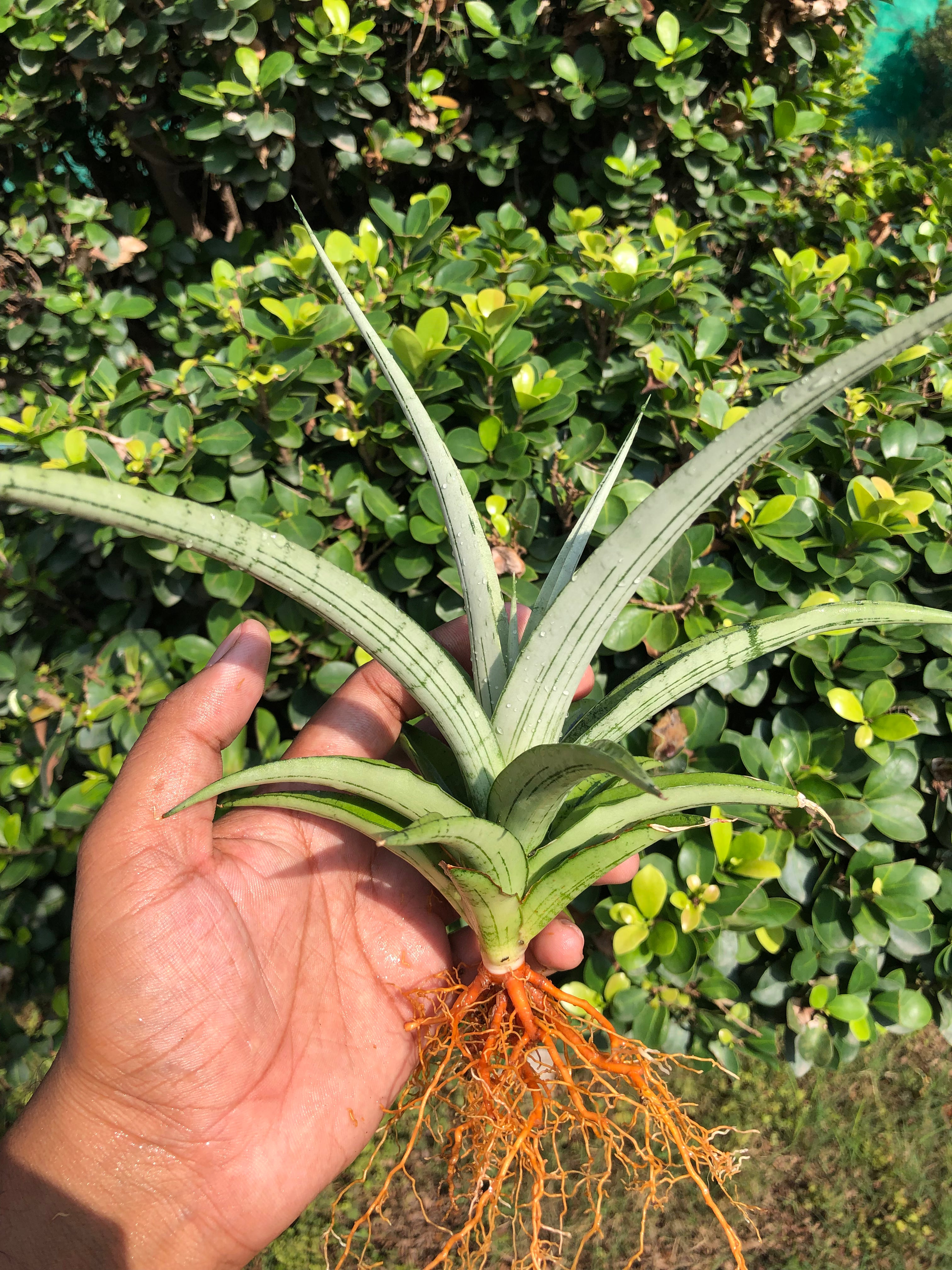 Sansevieria CINTA