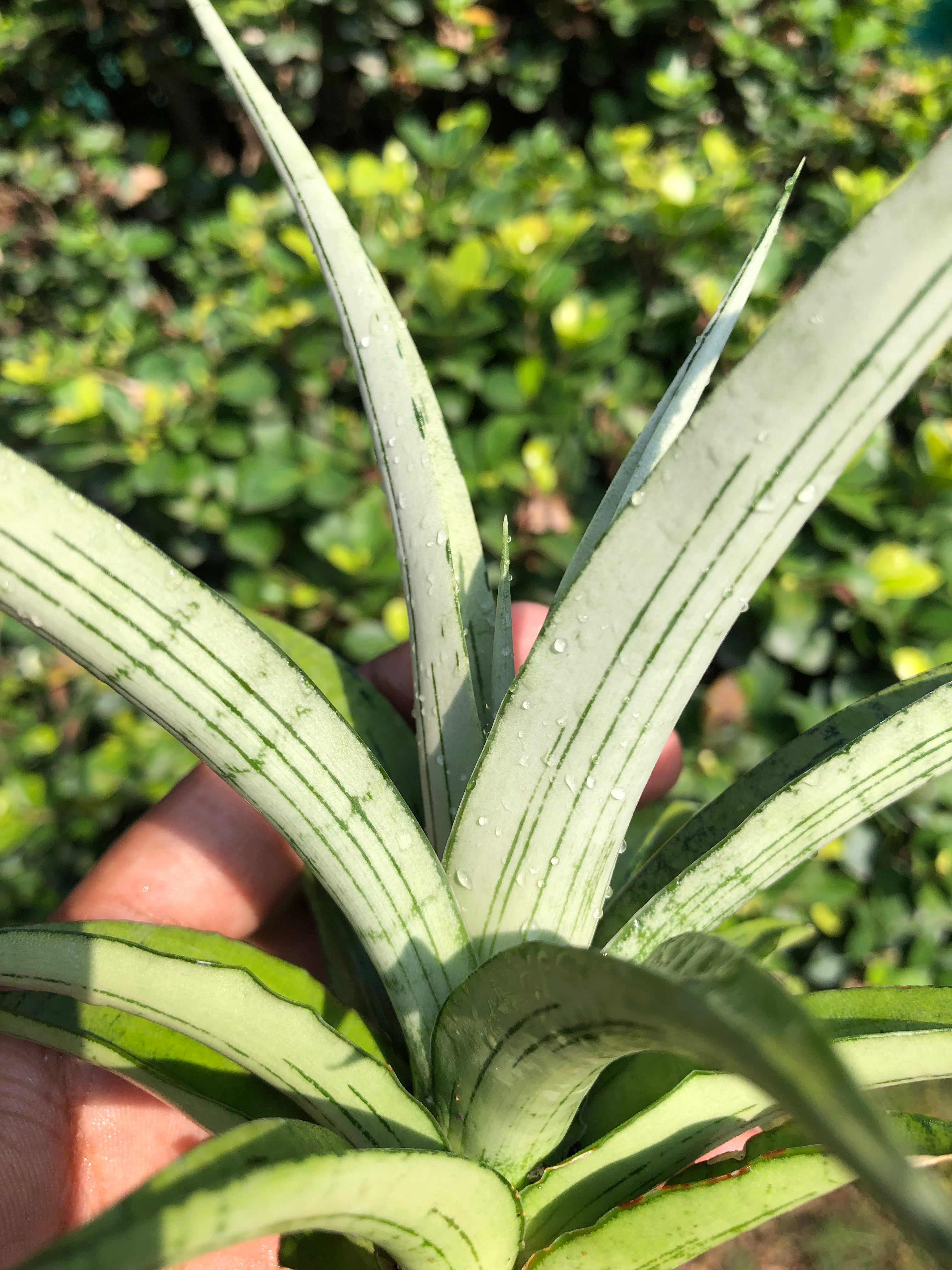 Sansevieria CINTA