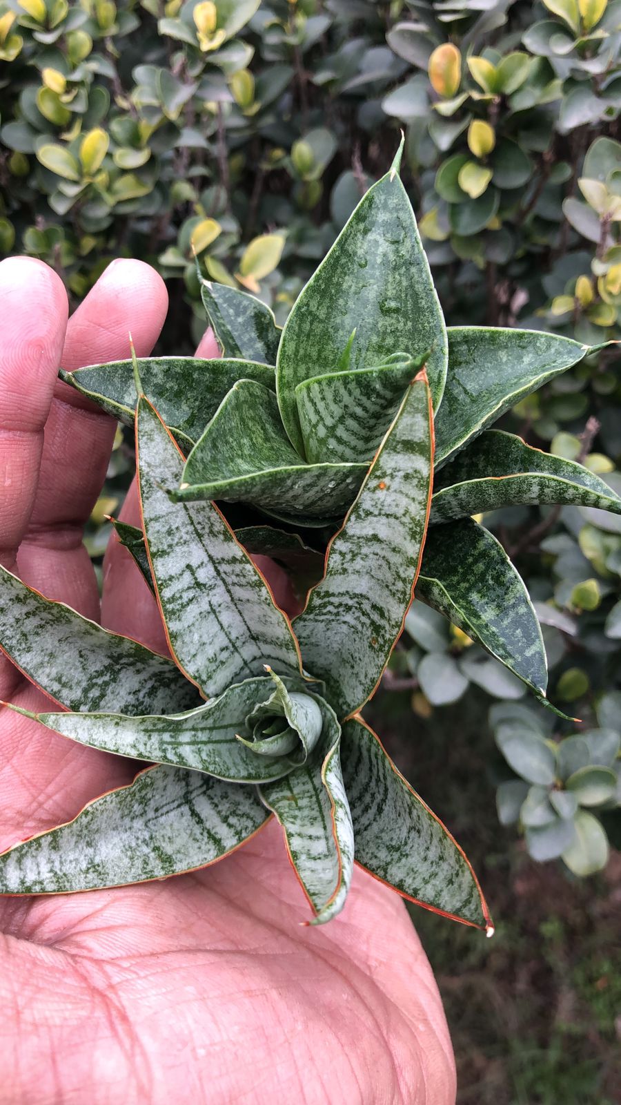 Sansevieria Combo #53 (Sindoro & Sweet Celery/Sea Urchin)