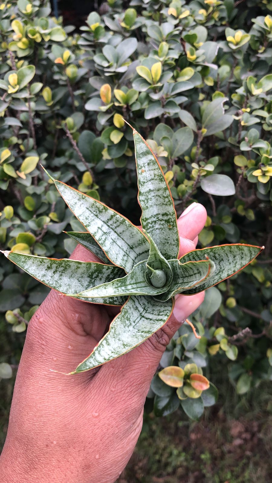 Sansevieria Combo #53 (Sindoro & Sweet Celery/Sea Urchin)