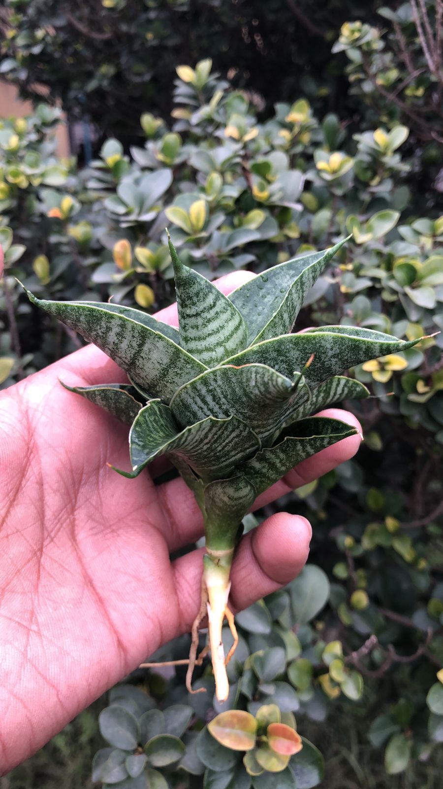 Sansevieria Combo #53 (Sindoro & Sweet Celery/Sea Urchin)