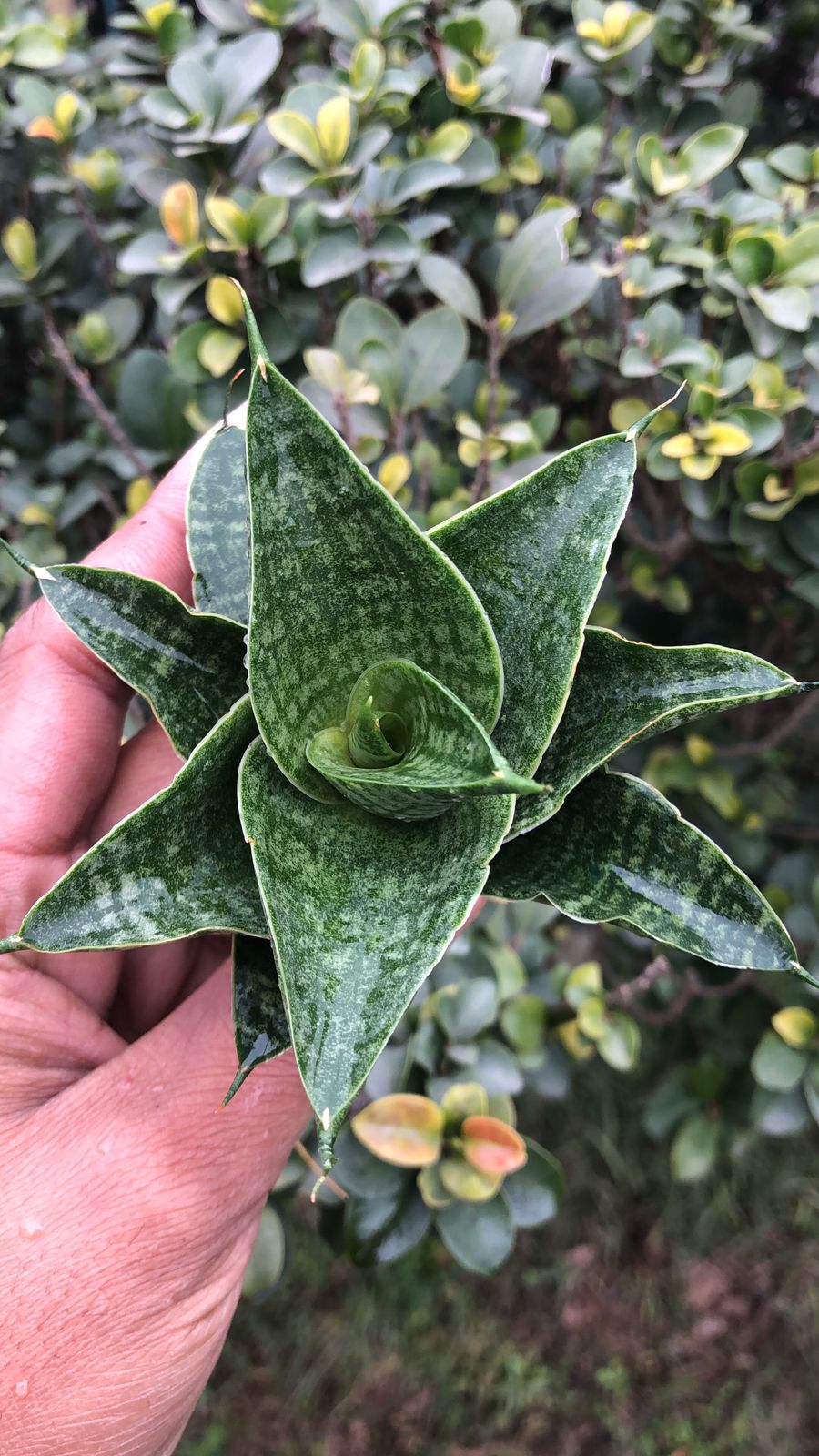 Sansevieria Combo #53 (Sindoro & Sweet Celery/Sea Urchin)