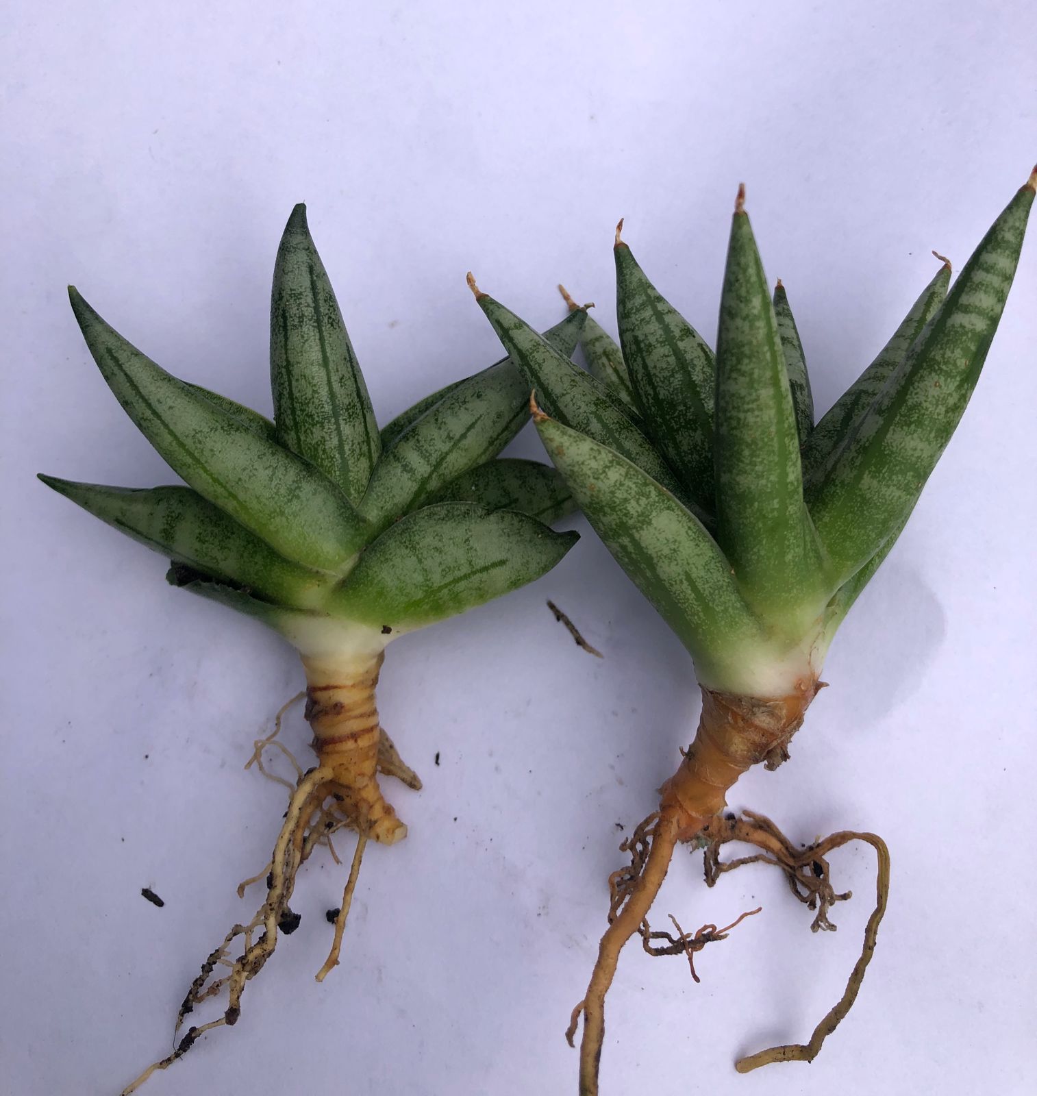 Sansevieria Combo #52 (Mini Boncel & Ming Manee)