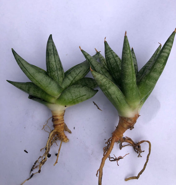 WhatsAppImage2024-01-13at12.07