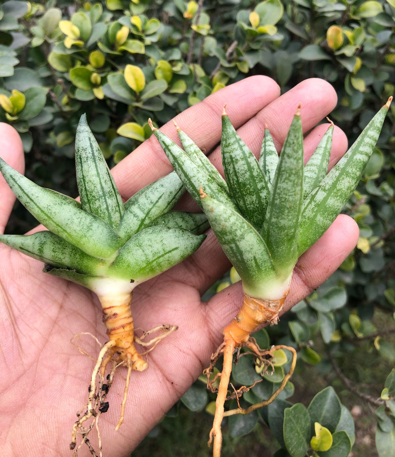Sansevieria Combo #52 (Mini Boncel & Ming Manee)