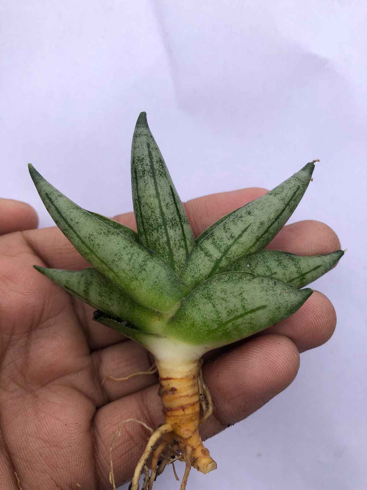 Sansevieria Combo #52 (Mini Boncel & Ming Manee)