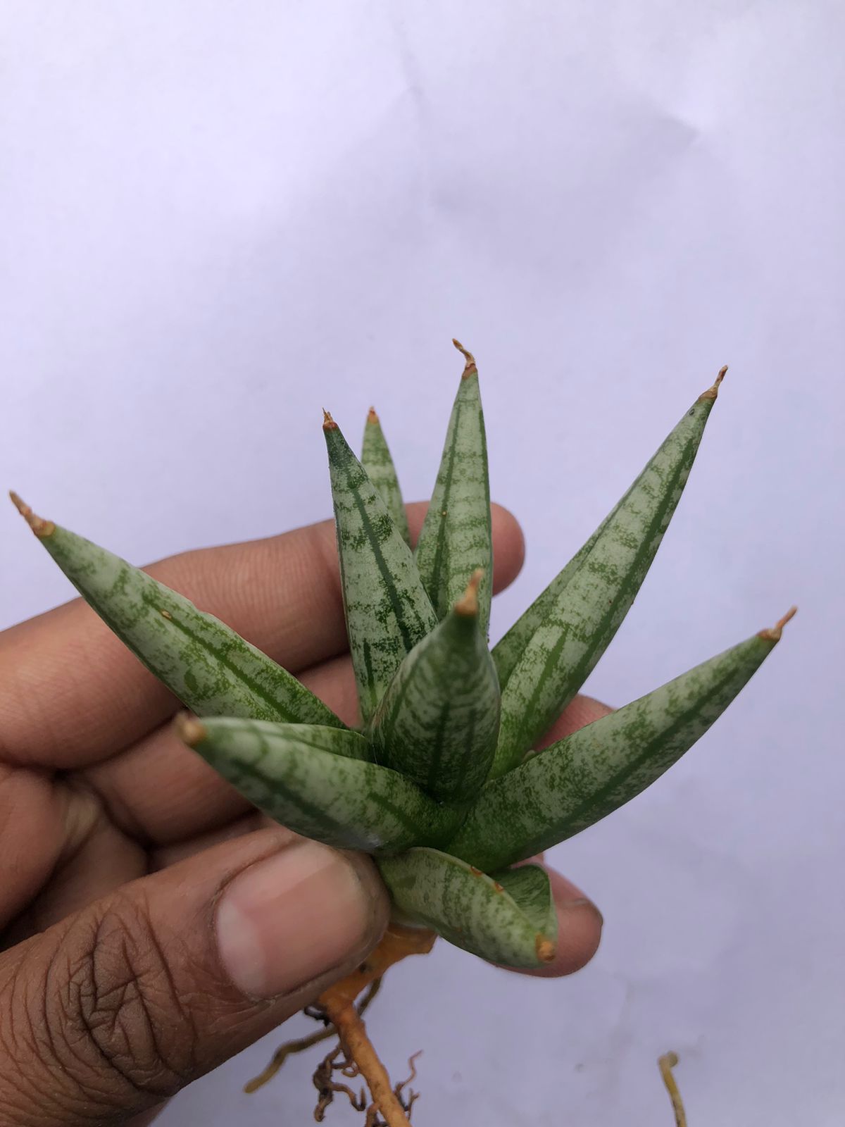 Sansevieria Combo #52 (Mini Boncel & Ming Manee)