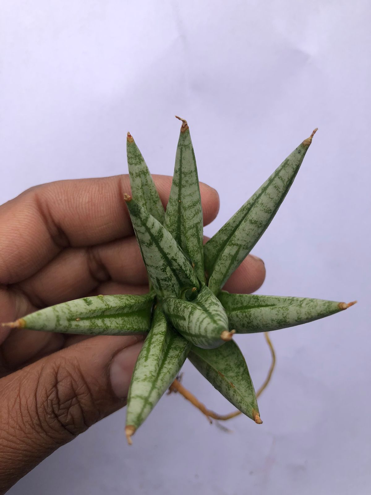 Sansevieria Combo #52 (Mini Boncel & Ming Manee)