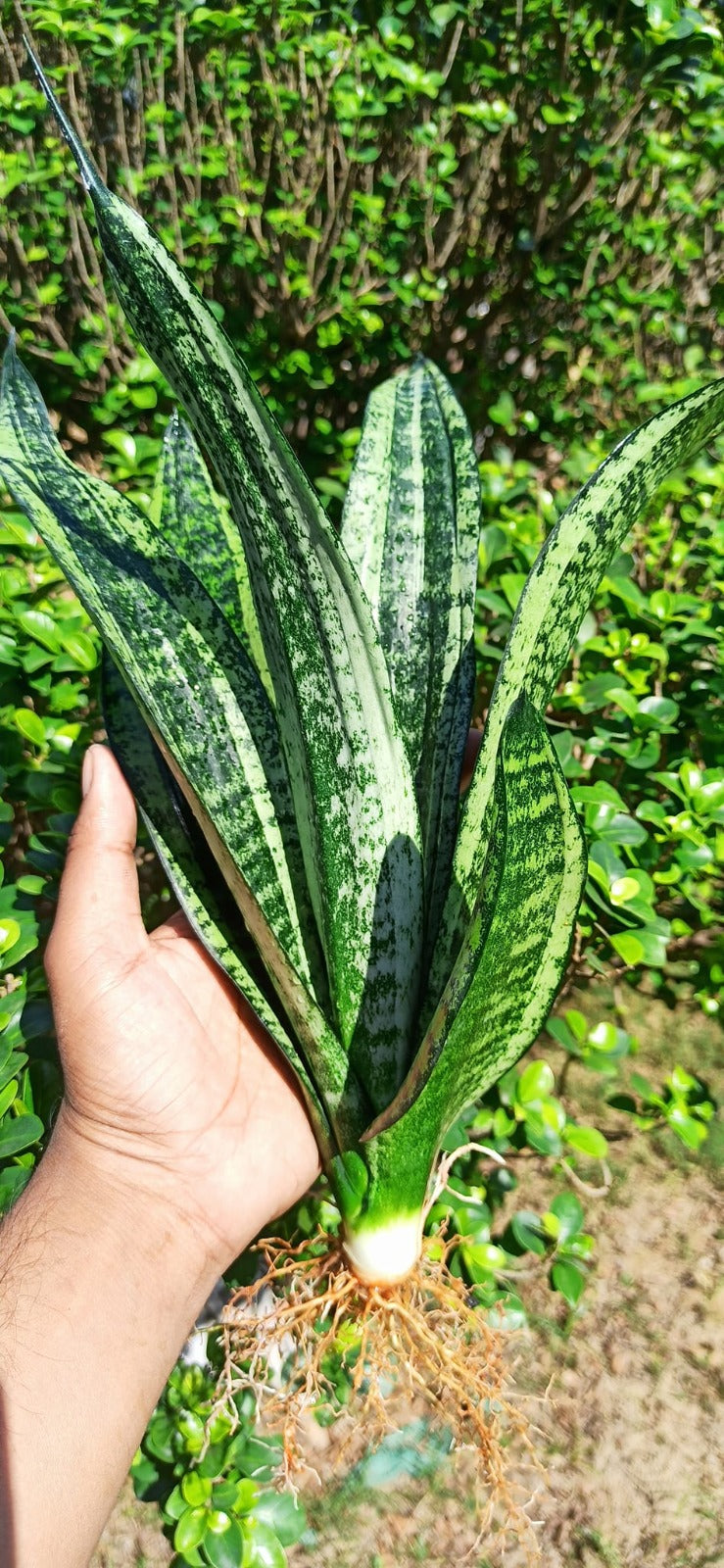 Moonshine Mutant