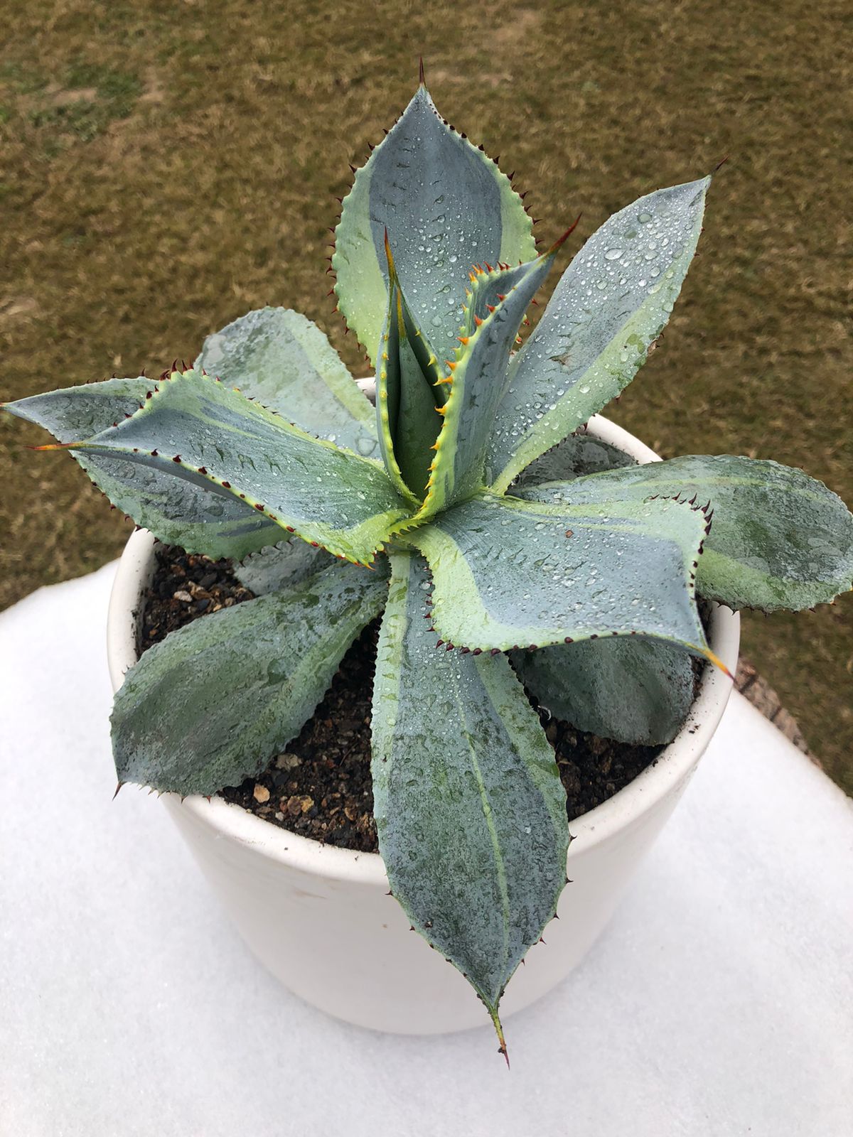 Agave Dorado