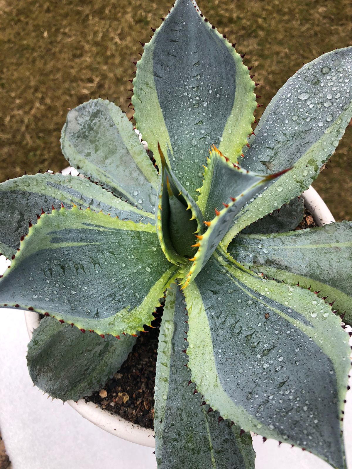 Agave Dorado
