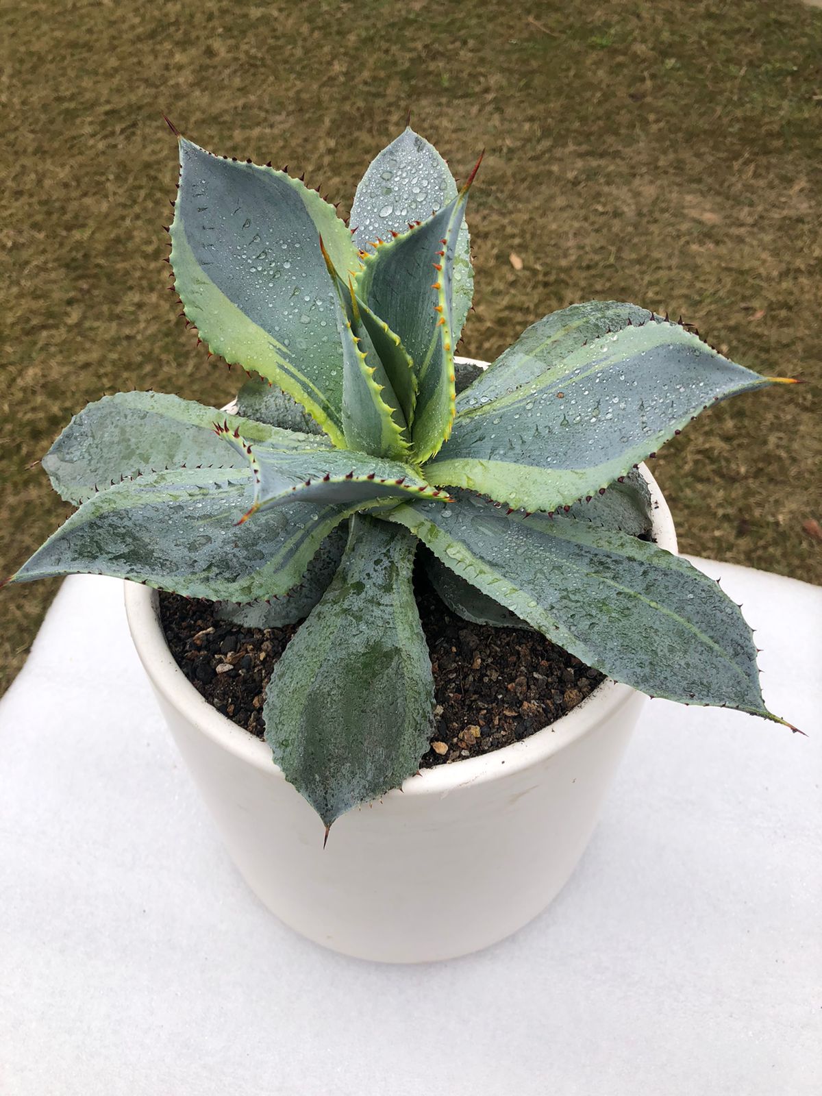 Agave Dorado