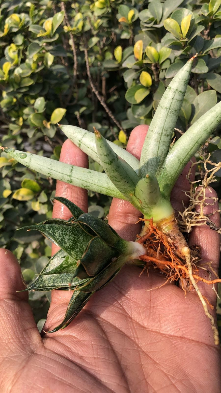 Sansevieria Combo #31 (of 2 Beautiful Plants)