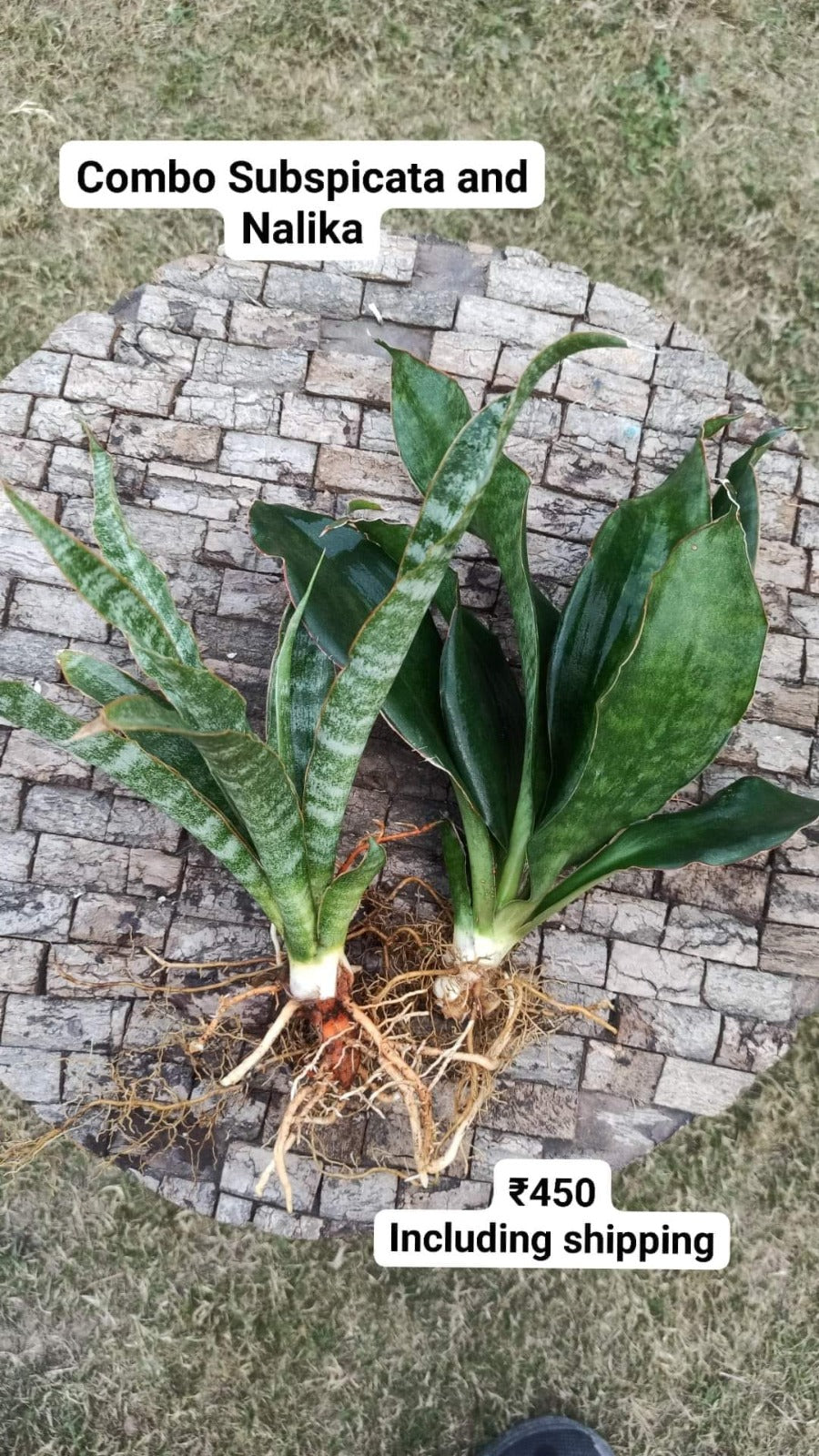 Sansevieria Combo #30 (2 Beautiful Plants)