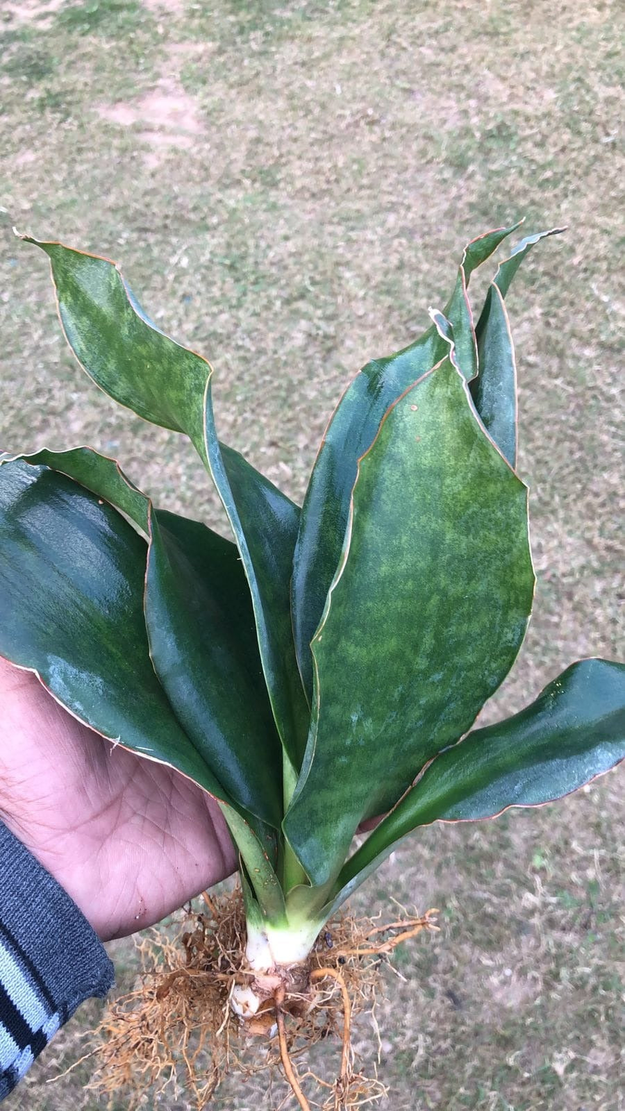 Sansevieria Combo #30 (2 Beautiful Plants)