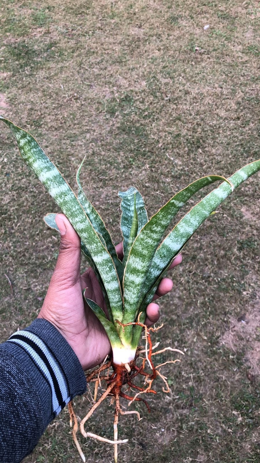 Sansevieria Combo #30 (2 Beautiful Plants)