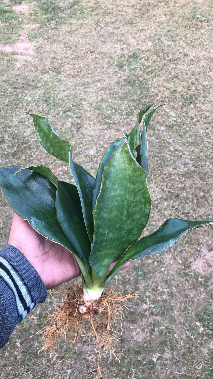 Sansevieria Combo #30 (2 Beautiful Plants)