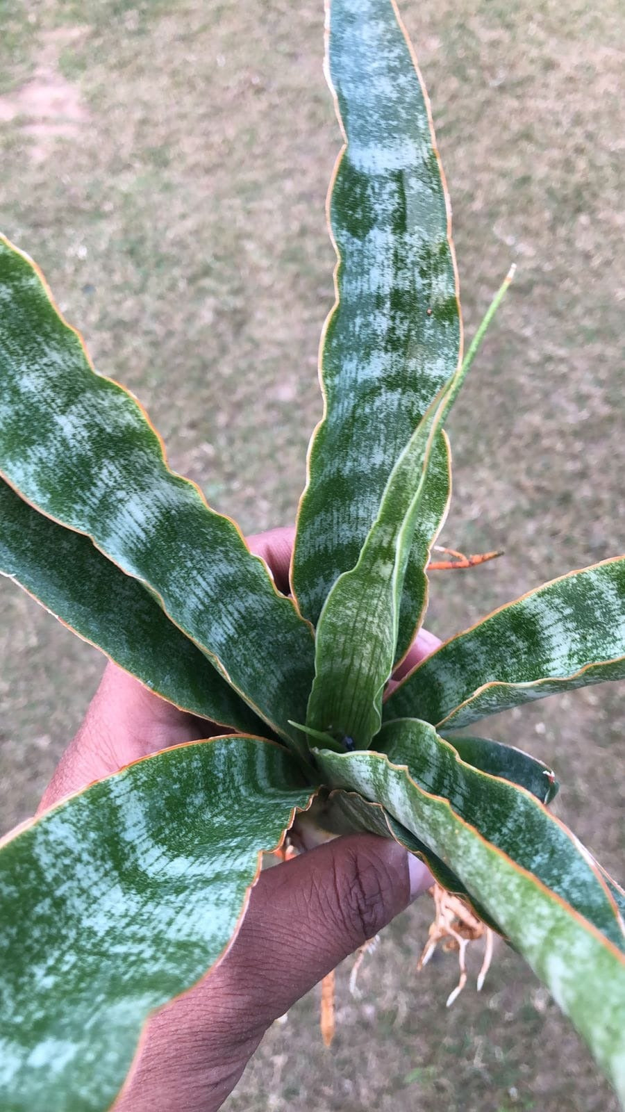 Sansevieria Combo #30 (2 Beautiful Plants)