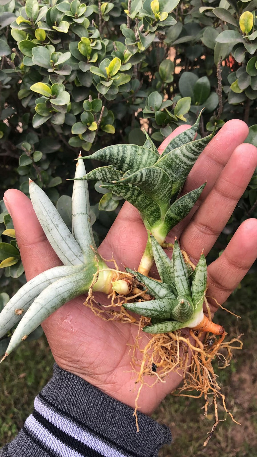 Sansevieria Combo #29 (3 Beautiful Plants)