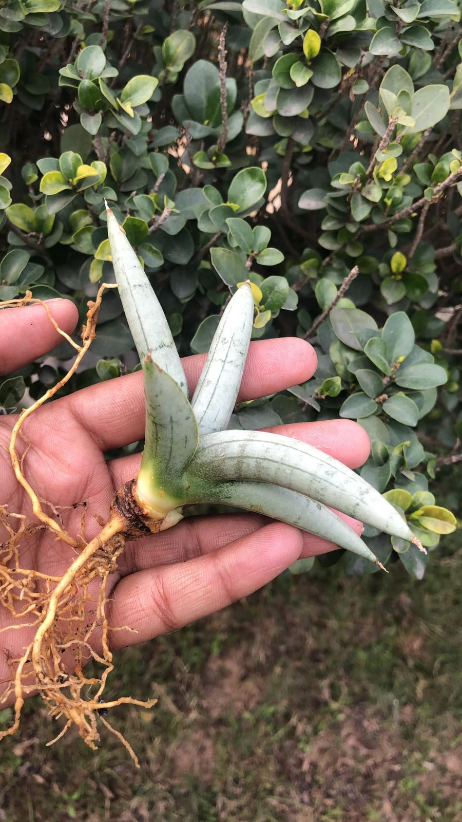Sansevieria Combo #29 (3 Beautiful Plants)