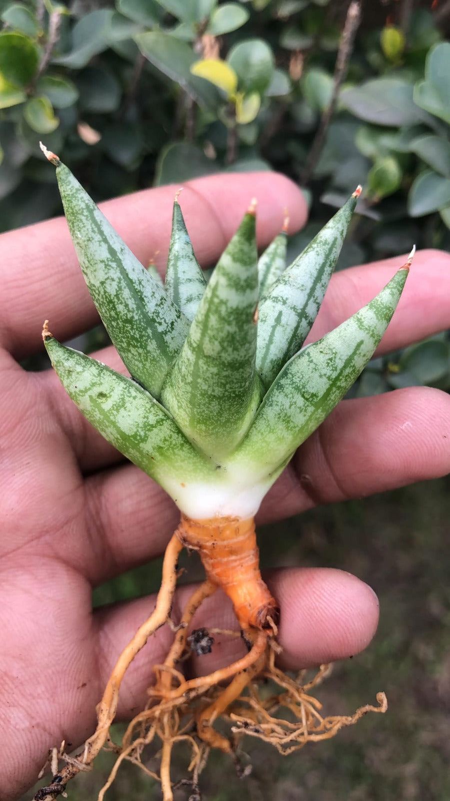 Sansevieria Combo #29 (3 Beautiful Plants)