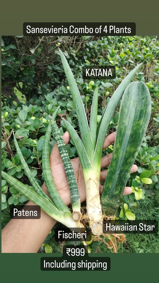 Sansevieria Combo #28 (4 Plants)