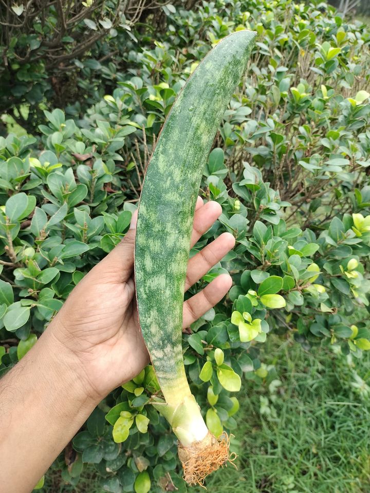 Sansevieria Combo #28 (4 Plants)