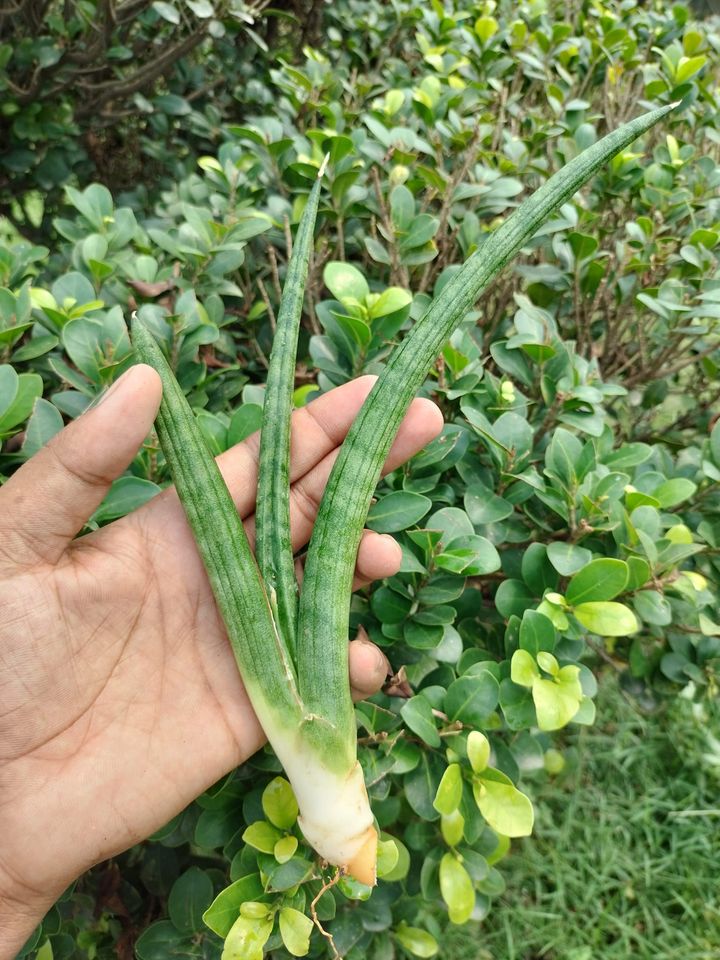 Sansevieria Combo #28 (4 Plants)
