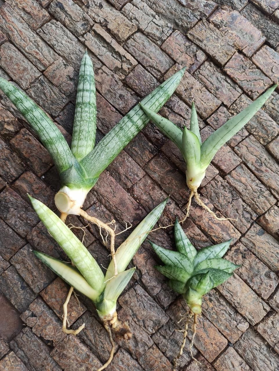 Sansevieria Combo #27 (4 types of Boncel