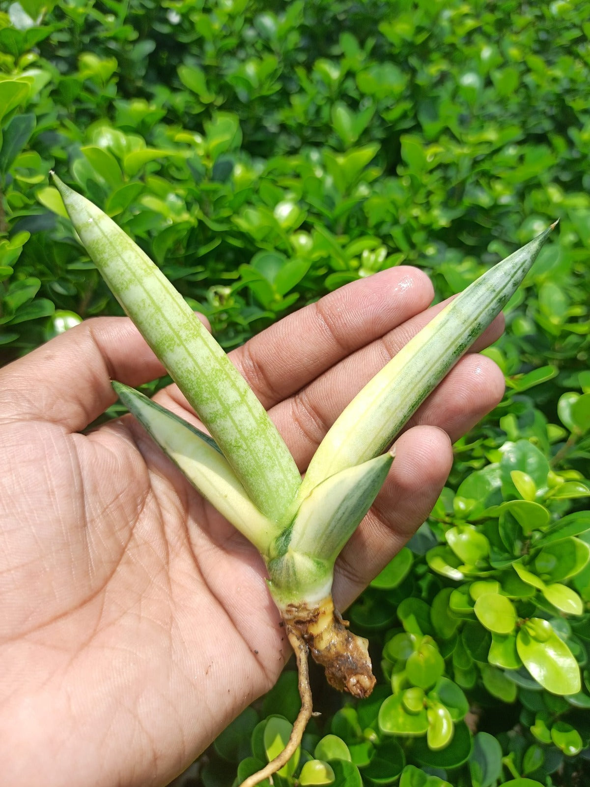 Sansevieria Combo #27 (4 types of Boncel