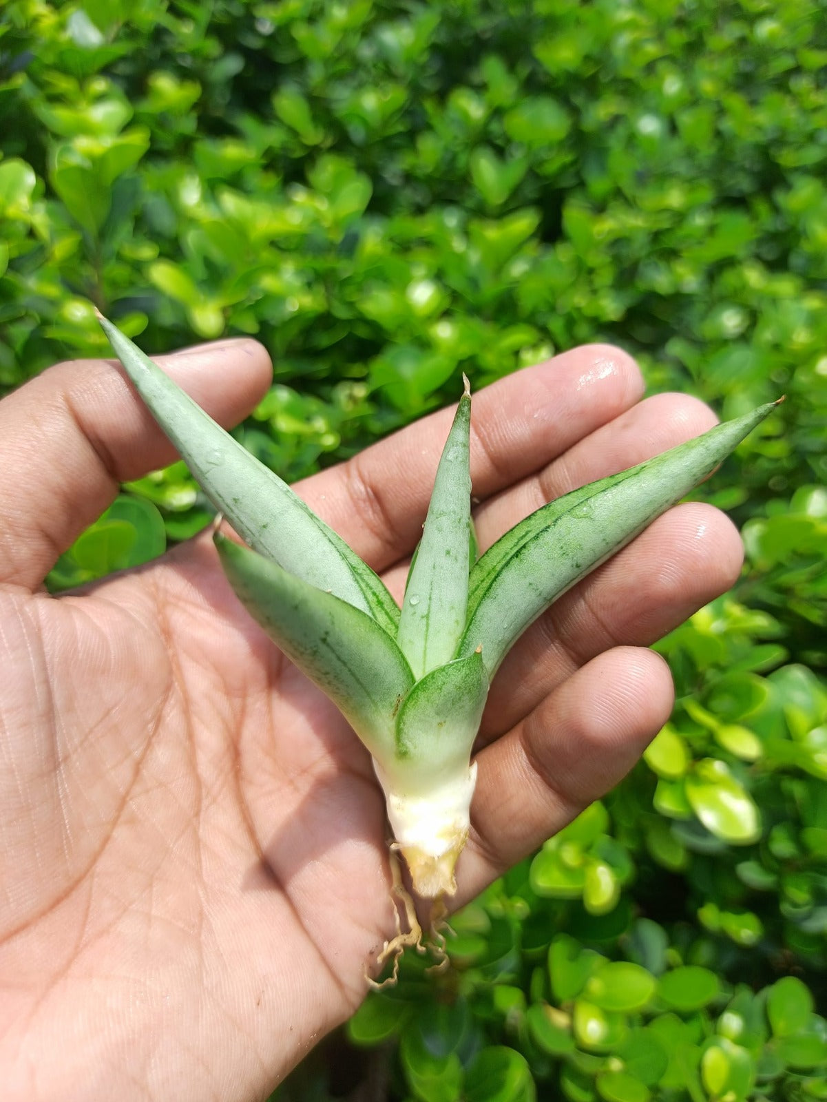 Sansevieria Combo #27 (4 types of Boncel