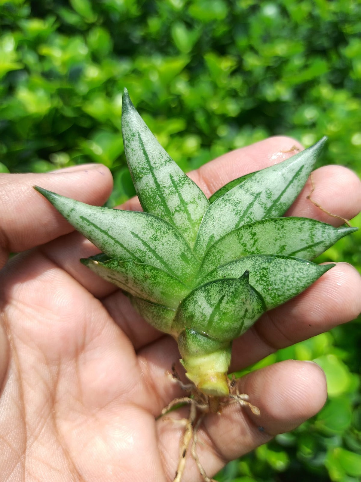 Sansevieria Combo #27 (4 types of Boncel