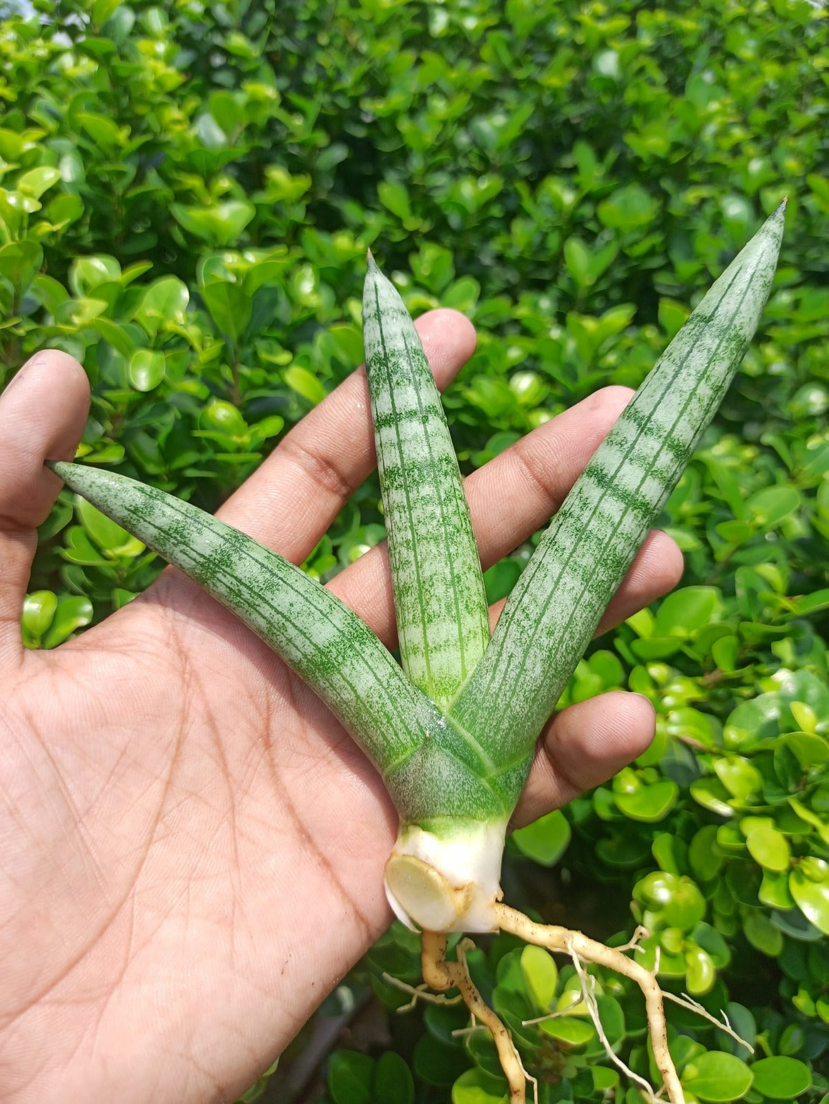 Sansevieria Combo #27 (4 types of Boncel