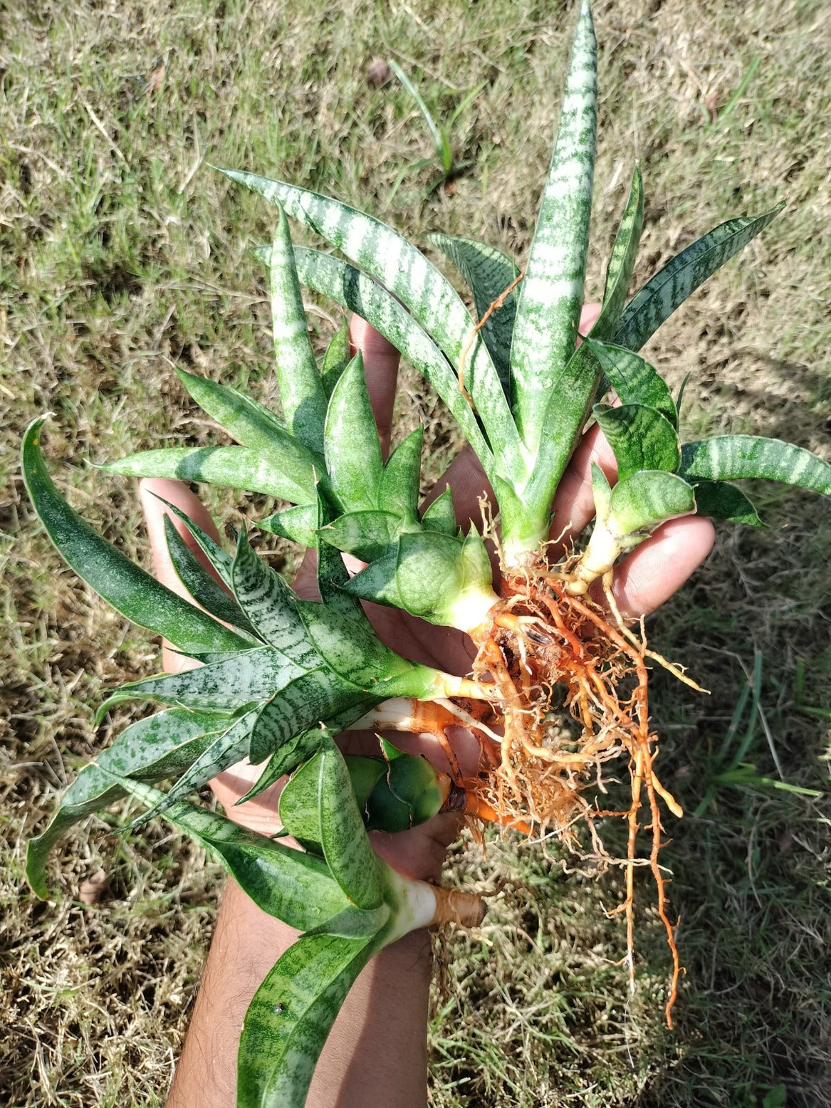 Sansevieria Combo #26 (7 Plants)