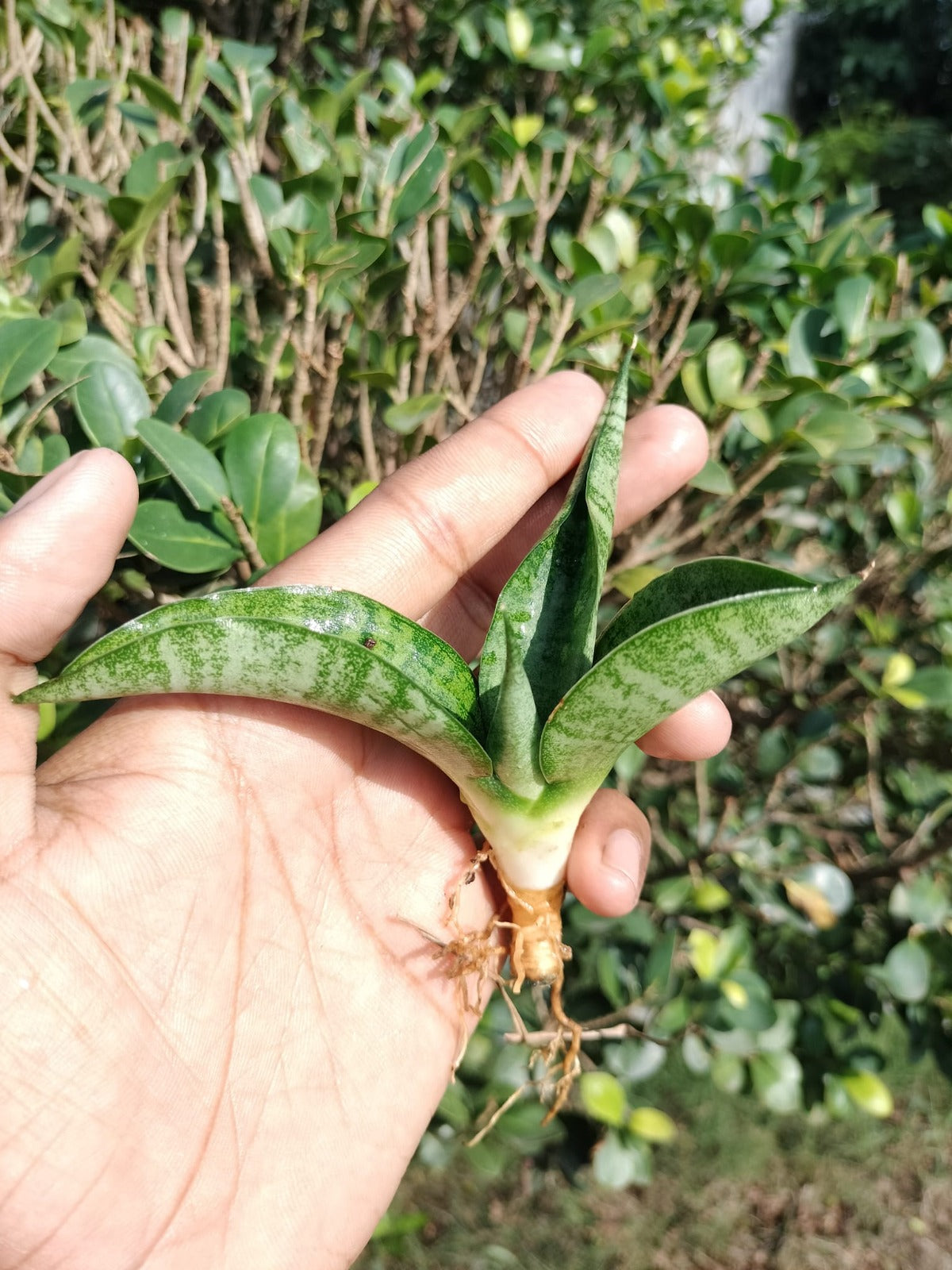 Sansevieria Combo #26 (7 Plants)