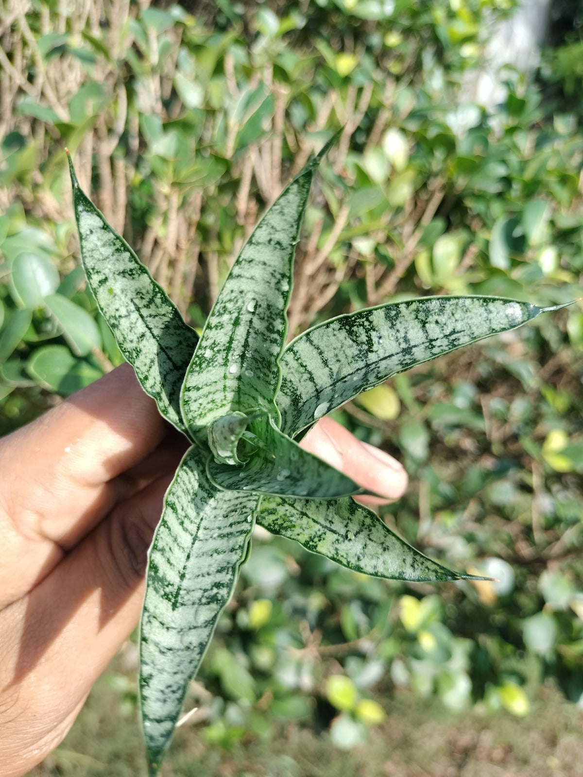Sansevieria Combo #26 (7 Plants)