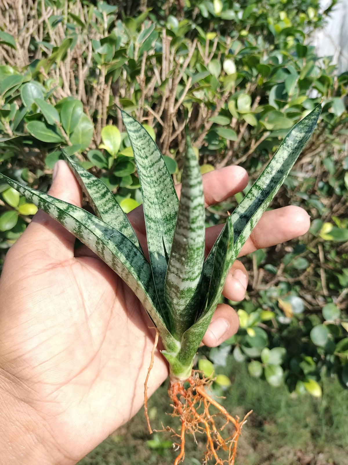 Sansevieria Combo #26 (7 Plants)