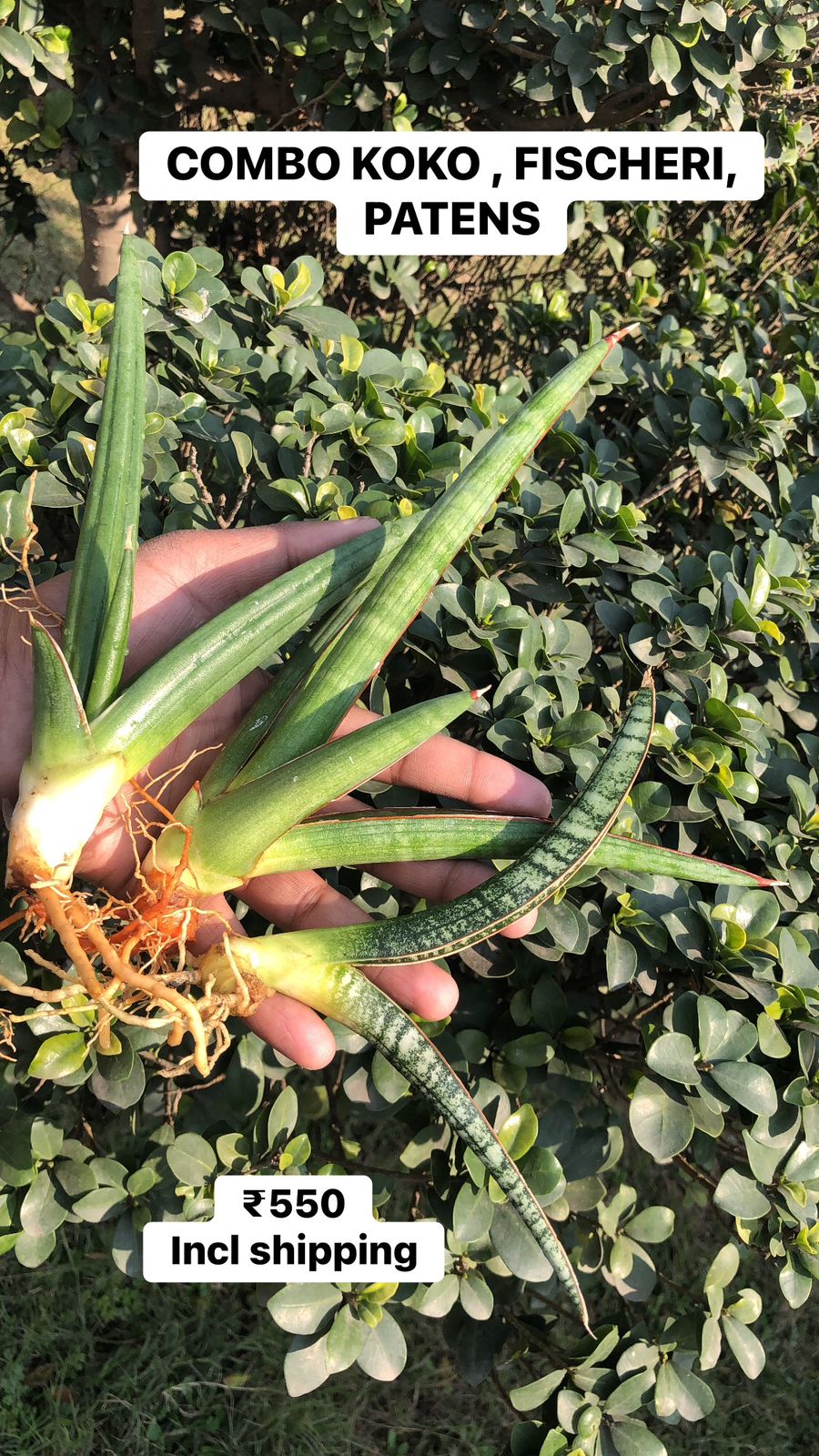 Sansevieria Combo #25 (3 Plants)