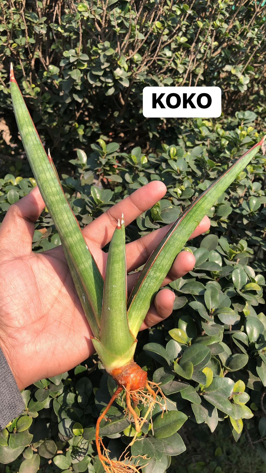 Sansevieria Combo #25 (3 Plants)