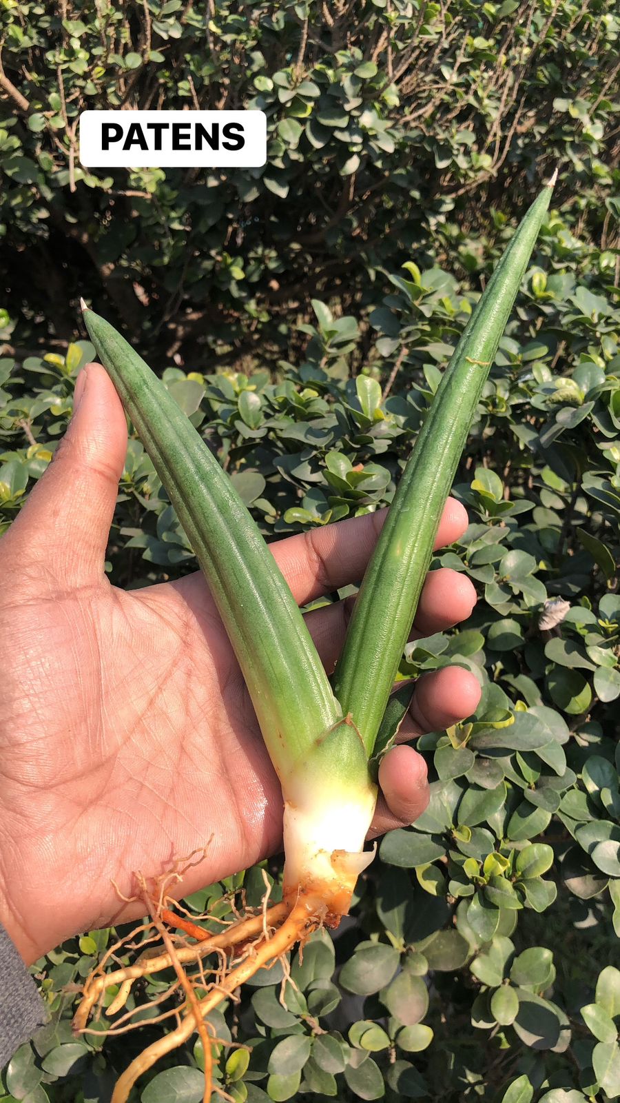 Sansevieria Combo #25 (3 Plants)
