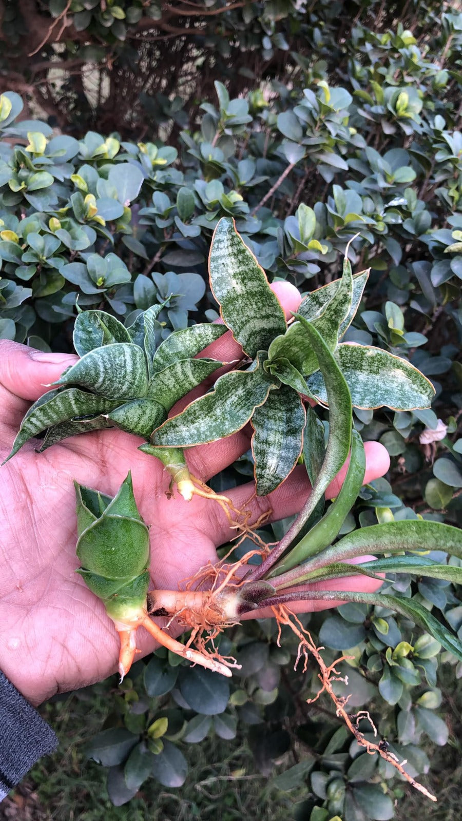 Sansevieria combo #24 (04 Plants)