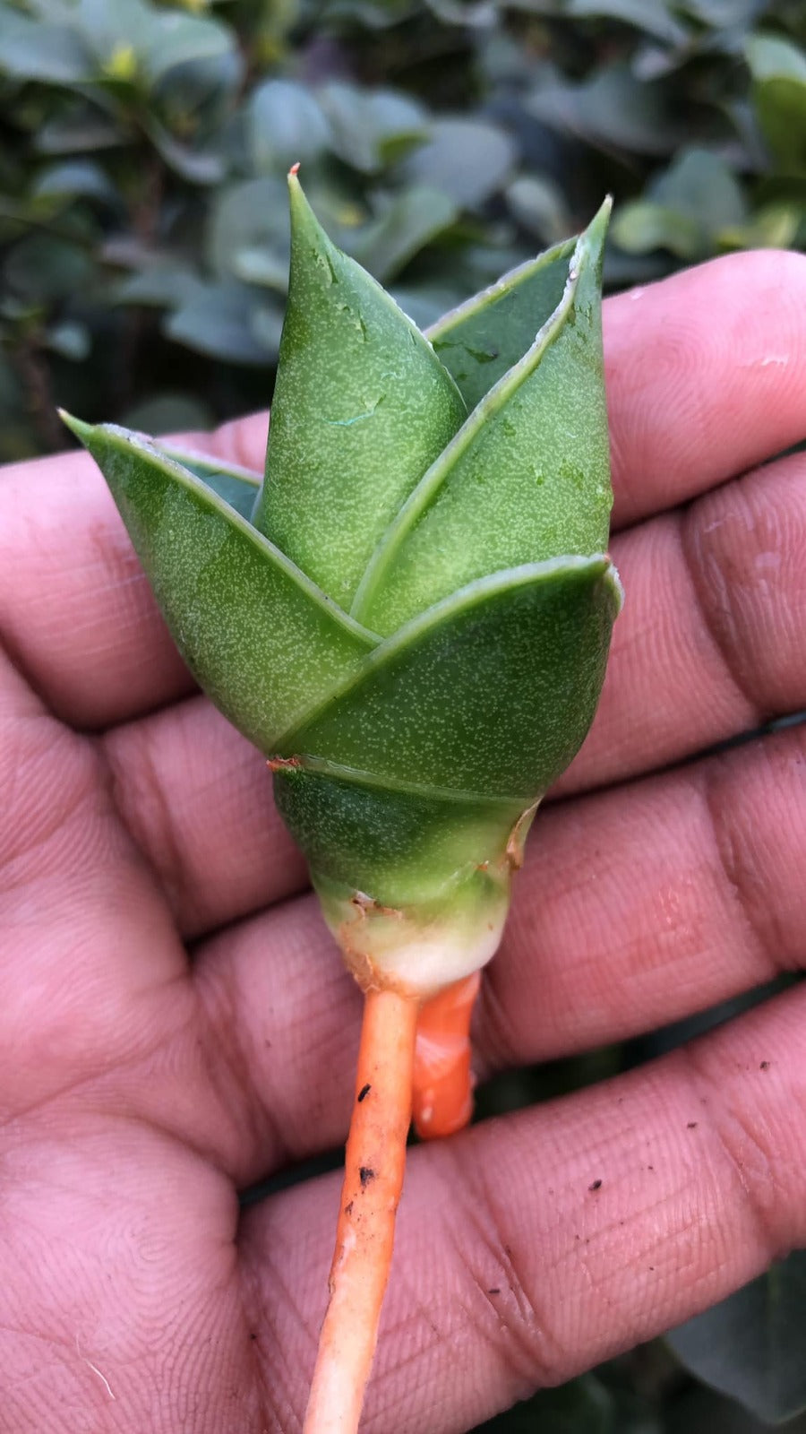 Sansevieria combo #24 (04 Plants)