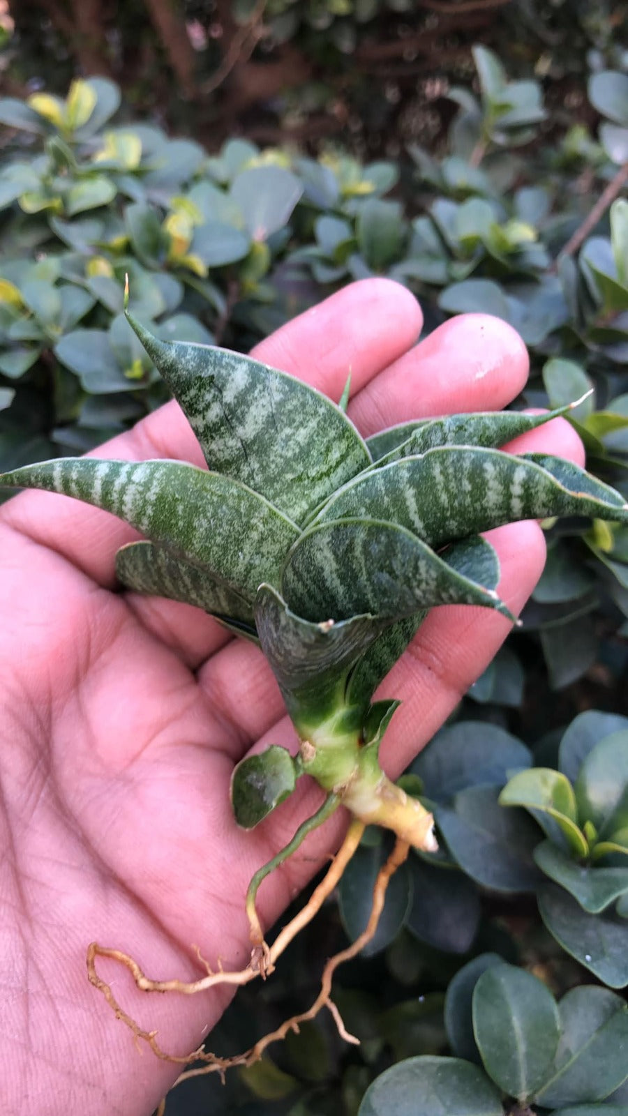 Sansevieria combo #24 (04 Plants)