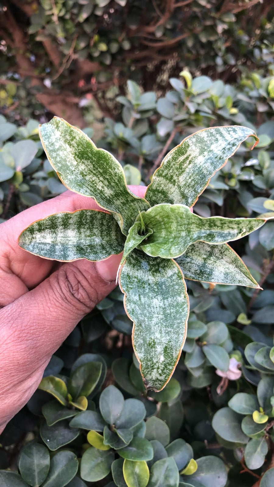 Sansevieria combo #24 (04 Plants)